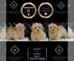 Small Photo #85 Maltipoo Puppy For Sale in WARSAW, IN, USA
