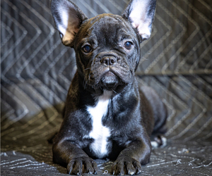 French Bulldog Puppy for sale in CAVE JUNCTION, OR, USA