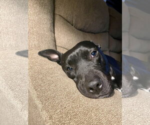 MURPHY #10 - Female American Pit Bull Terrier-Unknown Mix Dog for Adoption - Photo #4