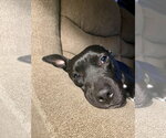 Small Photo #4 American Pit Bull Terrier-Unknown Mix Puppy For Sale in Chandler, AZ, USA