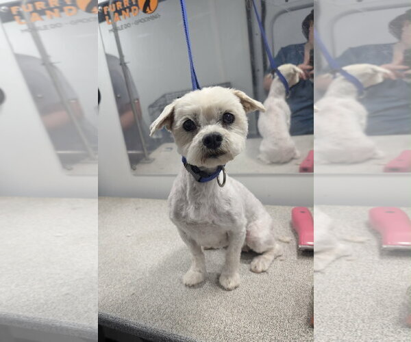 Medium Photo #2 Maltese-Unknown Mix Puppy For Sale in Grafton, WI, USA