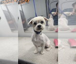 Small #1 Maltese Mix