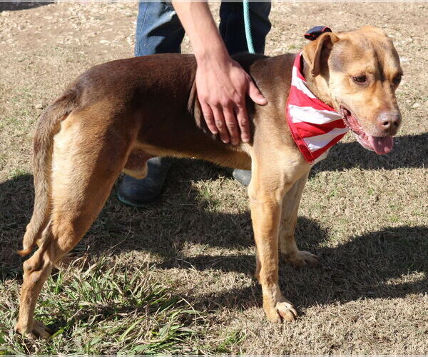 Medium Photo #4 Labrottie Puppy For Sale in Bandera, TX, USA
