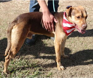Picasso - Male Labrottie Dog for Adoption - Photo #4