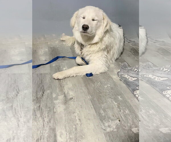 Medium Photo #3 Great Pyrenees-Unknown Mix Puppy For Sale in Croydon, NH, USA