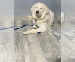 Small #2 Great Pyrenees Mix