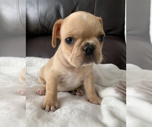 French Bulldog Puppy for sale in JOHNS ISLAND, SC, USA