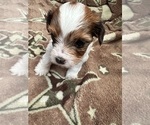 Image preview for Ad Listing. Nickname: Litter of 3