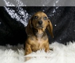 Small #6 Dachshund