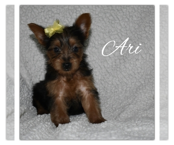 Medium Photo #1 Yorkshire Terrier Puppy For Sale in SUGARCREEK, OH, USA