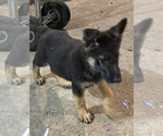 Small #8 German Shepherd Dog