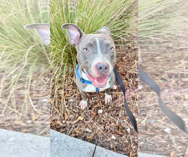 Medium Photo #12 Staffordshire Bull Terrier Puppy For Sale in Pompano Beach , FL, USA