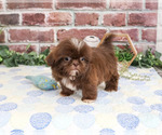 Small Photo #5 Shih Tzu Puppy For Sale in SYRACUSE, IN, USA