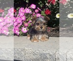 Small #8 Yorkshire Terrier