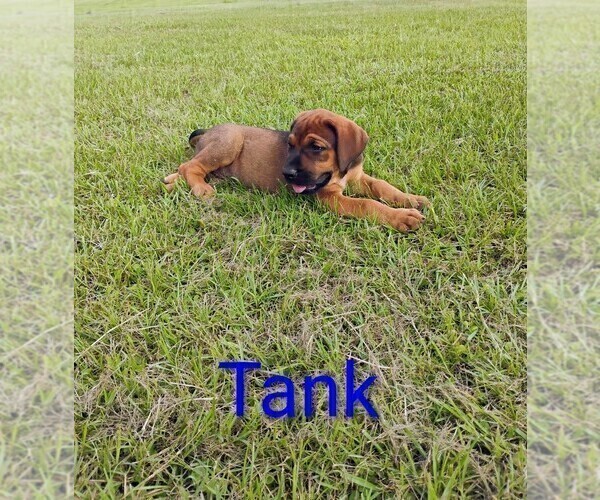 Medium Photo #10 Doberman Pinscher Puppy For Sale in BRANTLEY, AL, USA