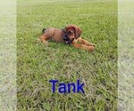 Small #1 Doberman Pinscher