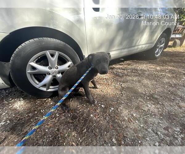 Medium Photo #1 American Pit Bull Terrier-Unknown Mix Puppy For Sale in Ocala, FL, USA