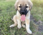 Small Photo #21 Anatolian Shepherd Puppy For Sale in ROBSTOWN, TX, USA