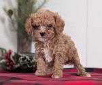 Small #1 Cavapoo (Miniature)