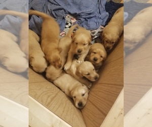 Golden Retriever Puppy for sale in ENFIELD, CT, USA