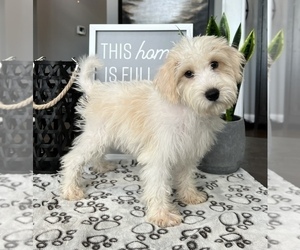 Schnoodle (Miniature) Puppy for sale in FRANKLIN, IN, USA