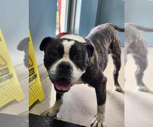 Bulldog-Unknown Mix Dogs for adoption in Newton, NC, USA