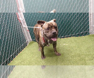 Mutt Dogs for adoption in Downey, CA, USA