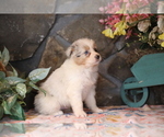 Small Photo #2 Australian Shepherd Puppy For Sale in WESTFIELD, MA, USA