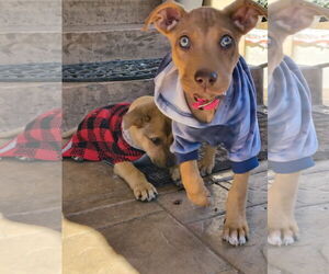 Labralas Dogs for adoption in Fallbrook, CA, USA
