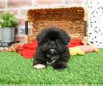 Small #5 Shih Tzu
