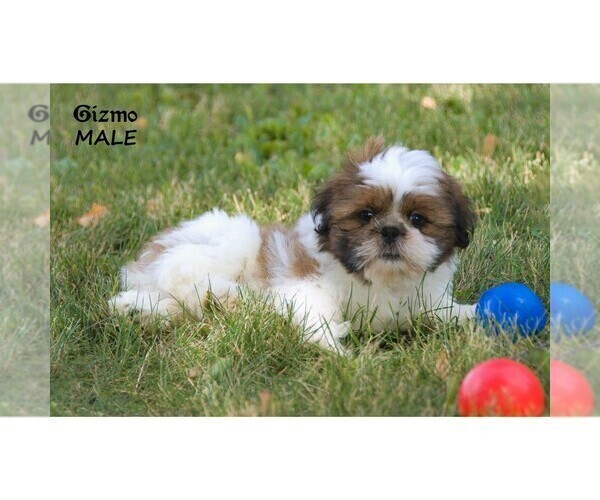 Medium Photo #11 Shih Tzu Puppy For Sale in CLARE, MI, USA
