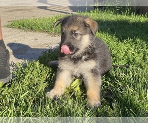 German Shepherd Dog Puppy for sale in GR, MI, USA
