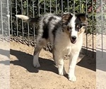 Image preview for Ad Listing. Nickname: Blue Merle F