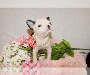 Boston Terrier Puppy for sale in LIMESTONE, TN, USA