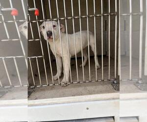 Staffordshire Bull Terrier-Unknown Mix Dogs for adoption in Oklahoma City, OK, USA