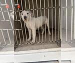 Small Staffordshire Bull Terrier Mix