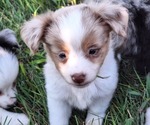 Small Miniature Australian Shepherd