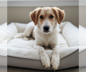 Golden Labrador Dogs for adoption in MIDWAY, UT, USA