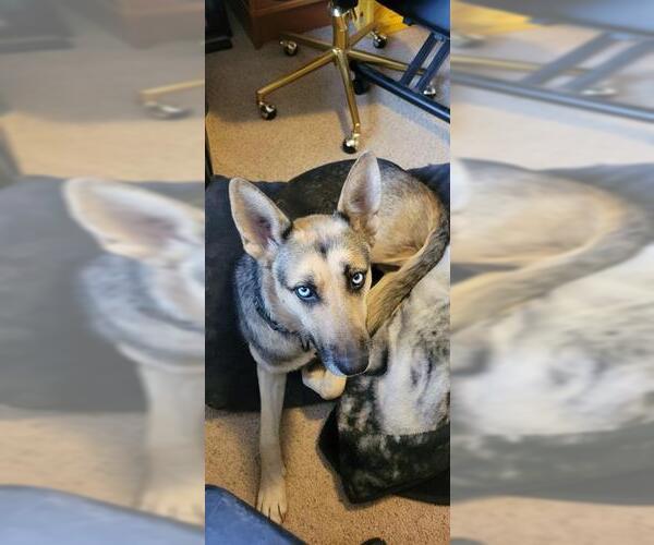 Medium Photo #1 German Shepherd Dog Puppy For Sale in Stockton, CA, USA
