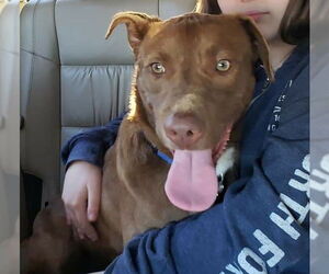 Labrador Retriever Dogs for adoption in Woodbury, NY, USA