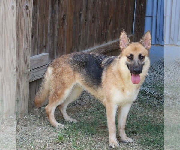 Medium Photo #1 German Shepherd Dog Puppy For Sale in Jackson, MS, USA