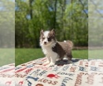 Small #1 Pomsky