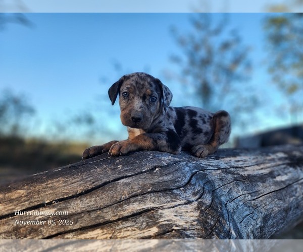 Medium Photo #20 Catahoula Leopard Dog Puppy For Sale in CUMBY, TX, USA