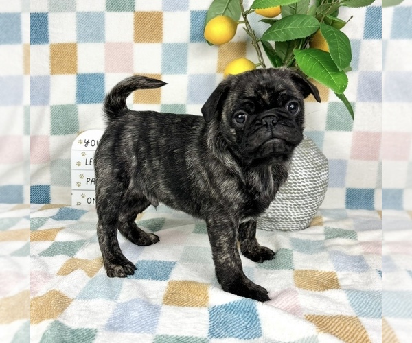 Medium Photo #8 Pug Puppy For Sale in FRANKLIN, IN, USA
