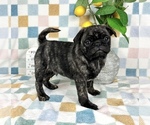Small #7 Pug