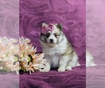 Small Photo #1 Pomeranian Puppy For Sale in KIRKWOOD, PA, USA