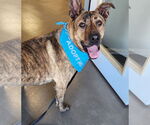 Small #1 German Shepherd Dog-Great Pyrenees Mix