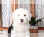 Small Photo #2 Old English Sheepdog Puppy For Sale in NAPLES, FL, USA
