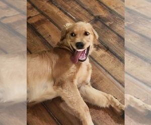 Father of the Golden Retriever puppies born on 03/17/2025