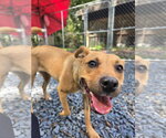 Small #1 American Pit Bull Terrier-Carolina Dog Mix